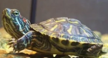 Как да съдържате костенурка в аквариума